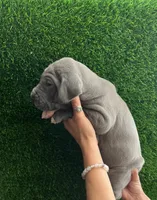 Waffles, a female Great Dane for sale in Farmington, NH – 7 of 7