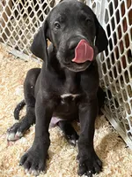 T-bone, a male Great Dane for sale in Farmington, NH – 2 of 10