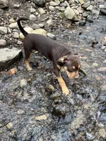 Blossom, a female American Bully and Labrador Retriever for sale in Farmington, NH – Photo 5 of 5