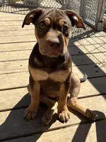 Blossom, a female American Bully and Labrador Retriever for sale in Farmington, NH – Photo 3 of 5