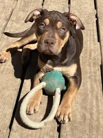 Blossom, a female American Bully and Labrador Retriever for sale in Farmington, NH – Photo 2 of 5