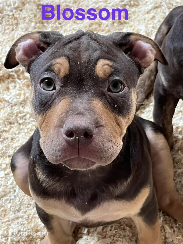 Blossom – American Bully, Labrador Retriever puppy for sale in Farmington, NH