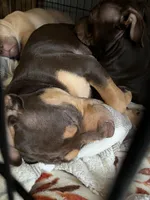 Blossom, a female American Bully and Labrador Retriever for sale in Farmington, NH – Photo 4 of 5