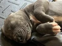 Waffles, a female Great Dane for sale in Farmington, NH – 2 of 5