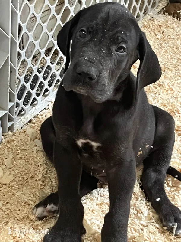 T-bone – Great Dane puppy for sale in Farmington, NH