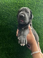 T-bone, a male Great Dane for sale in Farmington, NH – 3 of 4
