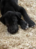 T-bone, a male Great Dane for sale in Farmington, NH – 4 of 10