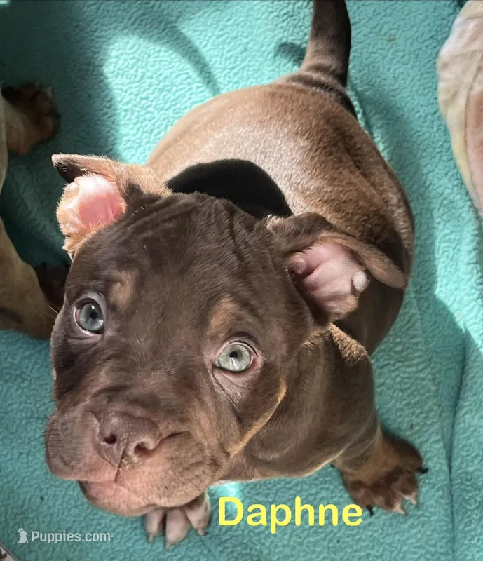 Daphne 