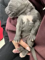 Waffles, a female Great Dane for sale in Farmington, NH – 5 of 5