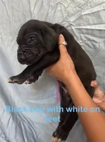 T-bone, a male Great Dane for sale in Farmington, NH – 1 of 3