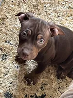 Hopper, a female American Bully and Labrador Retriever for sale in Farmington, NH – Photo 2 of 3