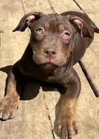 Hopper, a female American Bully and Labrador Retriever for sale in Farmington, NH – Photo 3 of 3