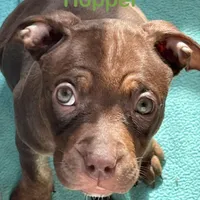 Hopper, a female American Bully and Labrador Retriever for sale in Farmington, NH – Photo 1 of 3