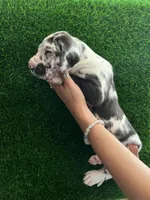 Ruben, a male Great Dane for sale in Farmington, NH – 4 of 5