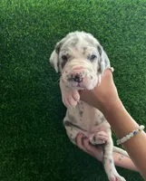 Ritz, a male Great Dane for sale in Farmington, NH – 6 of 7