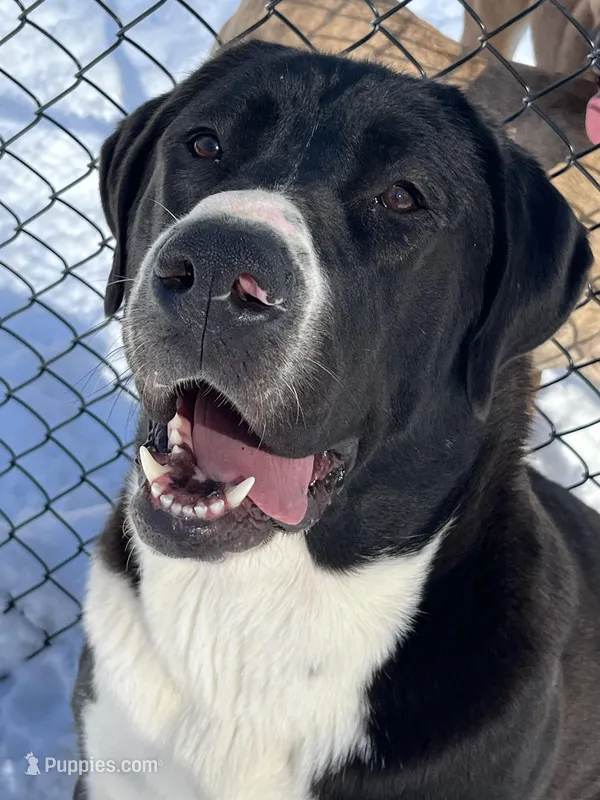 Teagan, a  Central Asian Shepherd for sale in Farmington, NH – Photo 1 of 3