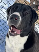 Teagan, a  Central Asian Shepherd for sale in Farmington, NH – Photo 1 of 3