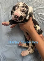 Ruben, a male Great Dane for sale in Farmington, NH – 2 of 3