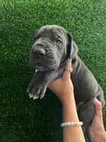 T-bone, a male Great Dane for sale in Farmington, NH – 4 of 4