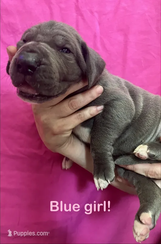 Waffles – Great Dane puppy for sale in Farmington, NH
