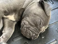 Ramen, a male Great Dane for sale in Farmington, NH – 3 of 4