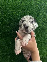 Cookie, a female Great Dane for sale in Farmington, NH – 5 of 5