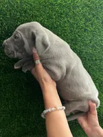 Ramen, a male Great Dane for sale in Farmington, NH – 5 of 6