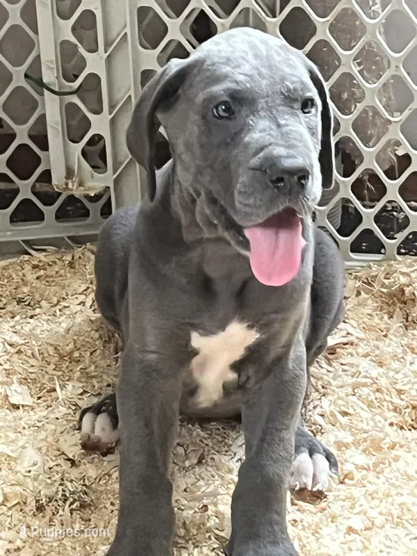 Ramen – Great Dane puppy for sale in Farmington, NH