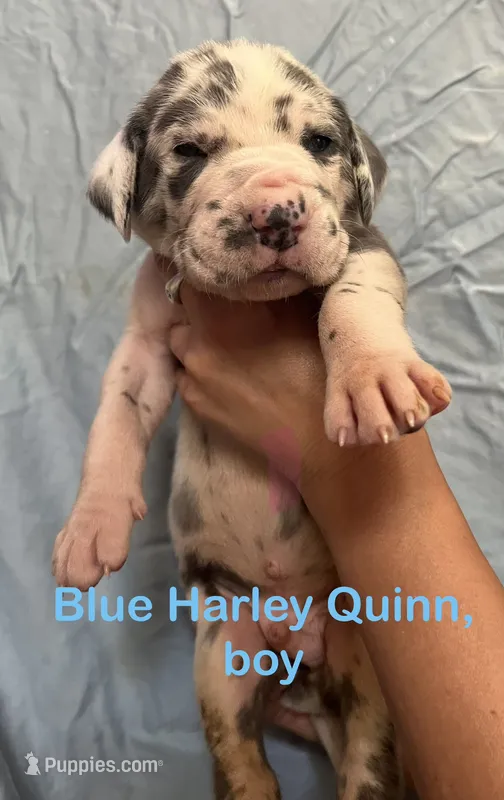 Ritz – Great Dane puppy for sale in Farmington, NH