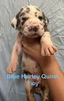 Ritz, a male Great Dane for sale in Farmington, NH – 1 of 5