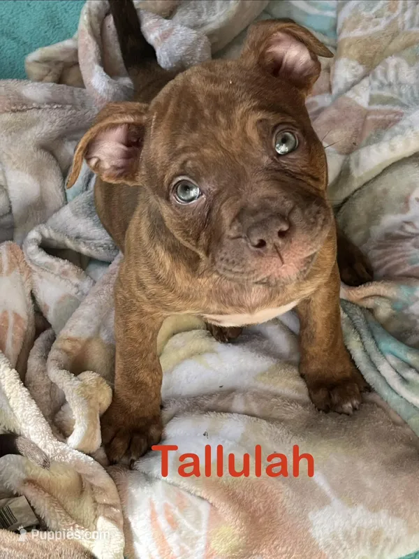 Tallulah