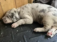 Cesar, a male Great Dane for sale in Farmington, NH – 4 of 4
