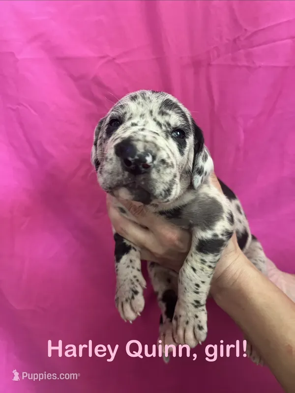 Cookie – Great Dane puppy for sale in Farmington, NH
