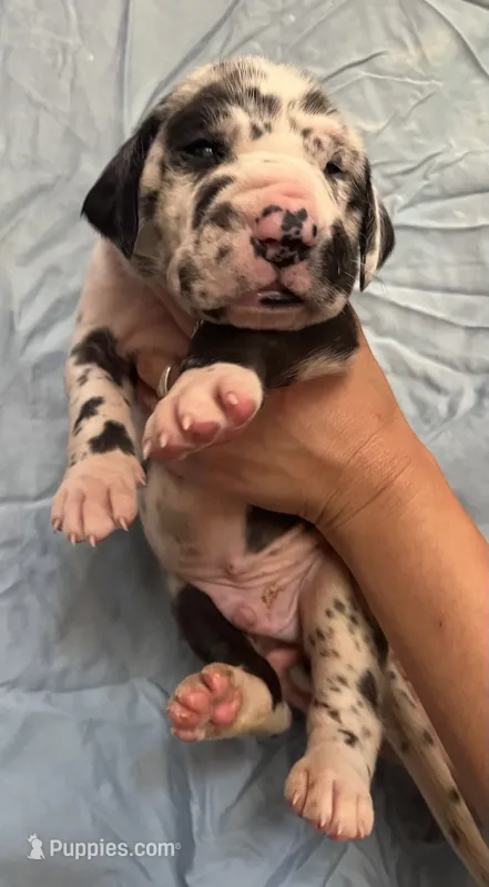 Ruben – Great Dane puppy for sale in Farmington, NH