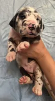 Ruben, a male Great Dane for sale in Farmington, NH – 1 of 3