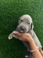 Ramen, a male Great Dane for sale in Farmington, NH – 6 of 6