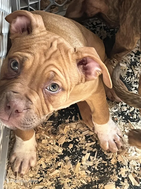 Bella – American Bulldog puppy for sale in Farmington, NH