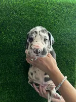 Ruben, a male Great Dane for sale in Farmington, NH – 5 of 5