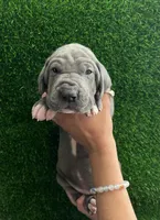 Waffles, a female Great Dane for sale in Farmington, NH – 6 of 7