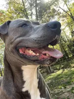 Scout, a male American Pit Bull Terrier for sale in Farmington, NH – Photo 4 of 10