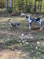 Scout, a male American Pit Bull Terrier for sale in Farmington, NH – Photo 9 of 10