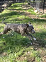 Scout, a male American Pit Bull Terrier for sale in Farmington, NH – Photo 2 of 10