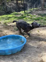 Scout, a male American Pit Bull Terrier for sale in Farmington, NH – Photo 5 of 10