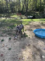 Scout, a male American Pit Bull Terrier for sale in Farmington, NH – Photo 10 of 10