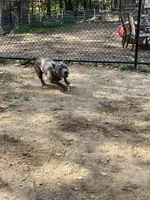 Scout, a male American Pit Bull Terrier for sale in Farmington, NH – Photo 8 of 10