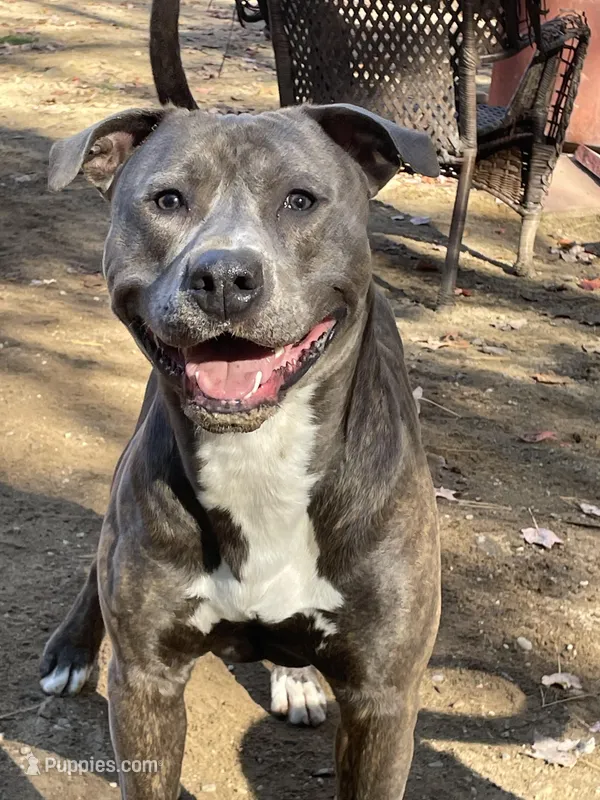 Scout – American Pit Bull Terrier puppy for sale in Farmington, NH