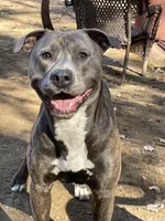 Scout, a male American Pit Bull Terrier for sale in Farmington, NH – Photo 1 of 10