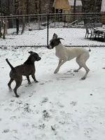Scout, a male American Pit Bull Terrier for sale in Farmington, NH – Photo 3 of 10