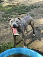 Scout, a male American Pit Bull Terrier for sale in Farmington, NH – Photo 6 of 10