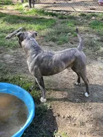 Scout, a male American Pit Bull Terrier for sale in Farmington, NH – Photo 7 of 10